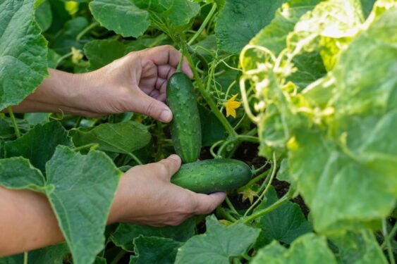 Colheita de pepinos: a regra dos 15 cm para manter a crocância no calor