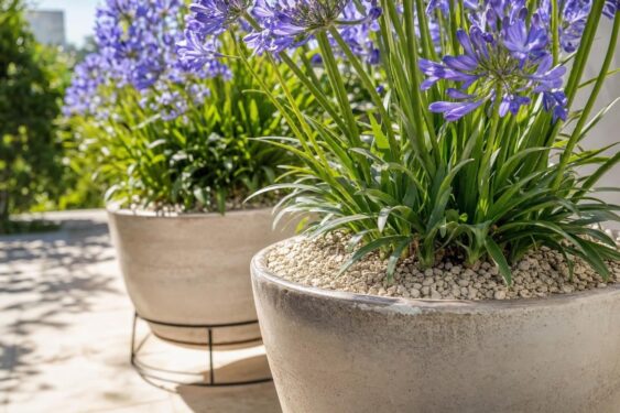Agapanthes em vasos cheios surpreendem e resistem melhor à canícula